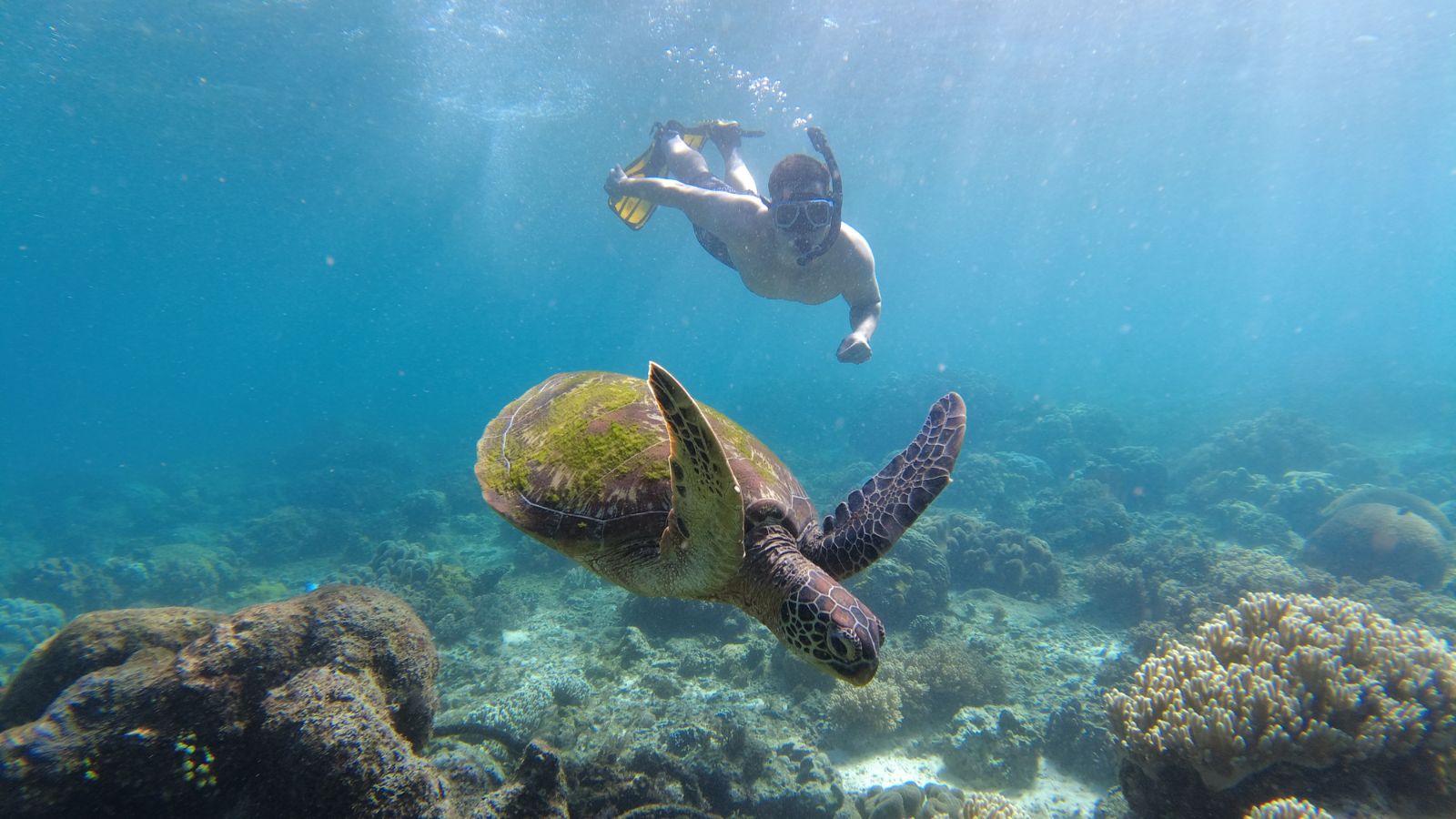 Digital nomad Zennen swimming with turtles near Apo Island in the Philippines